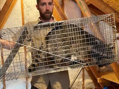 New Orleans pest control